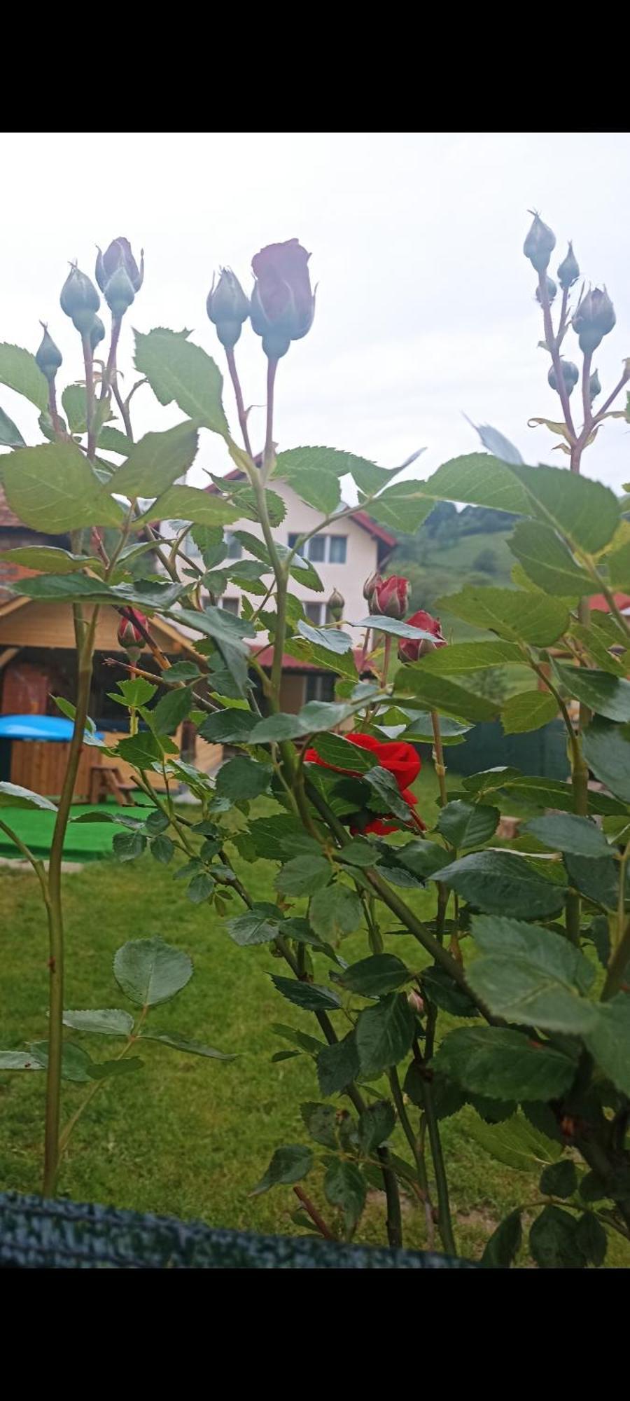 Hotel Popasul Drumetului Transfagarasan à Curtea de Argeş Extérieur photo